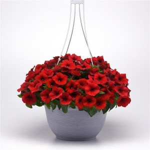 petunia e3 easy wave red